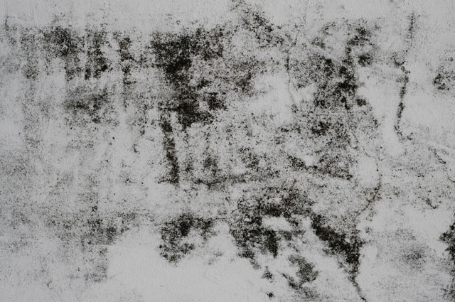 moho en la habitación